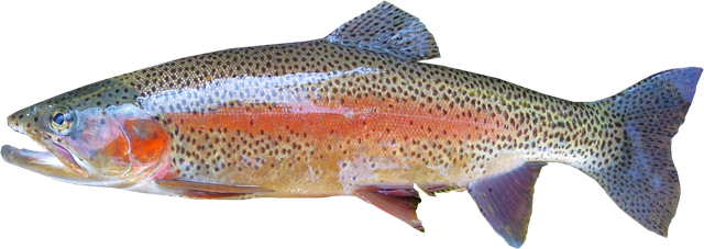 A rainbow trout